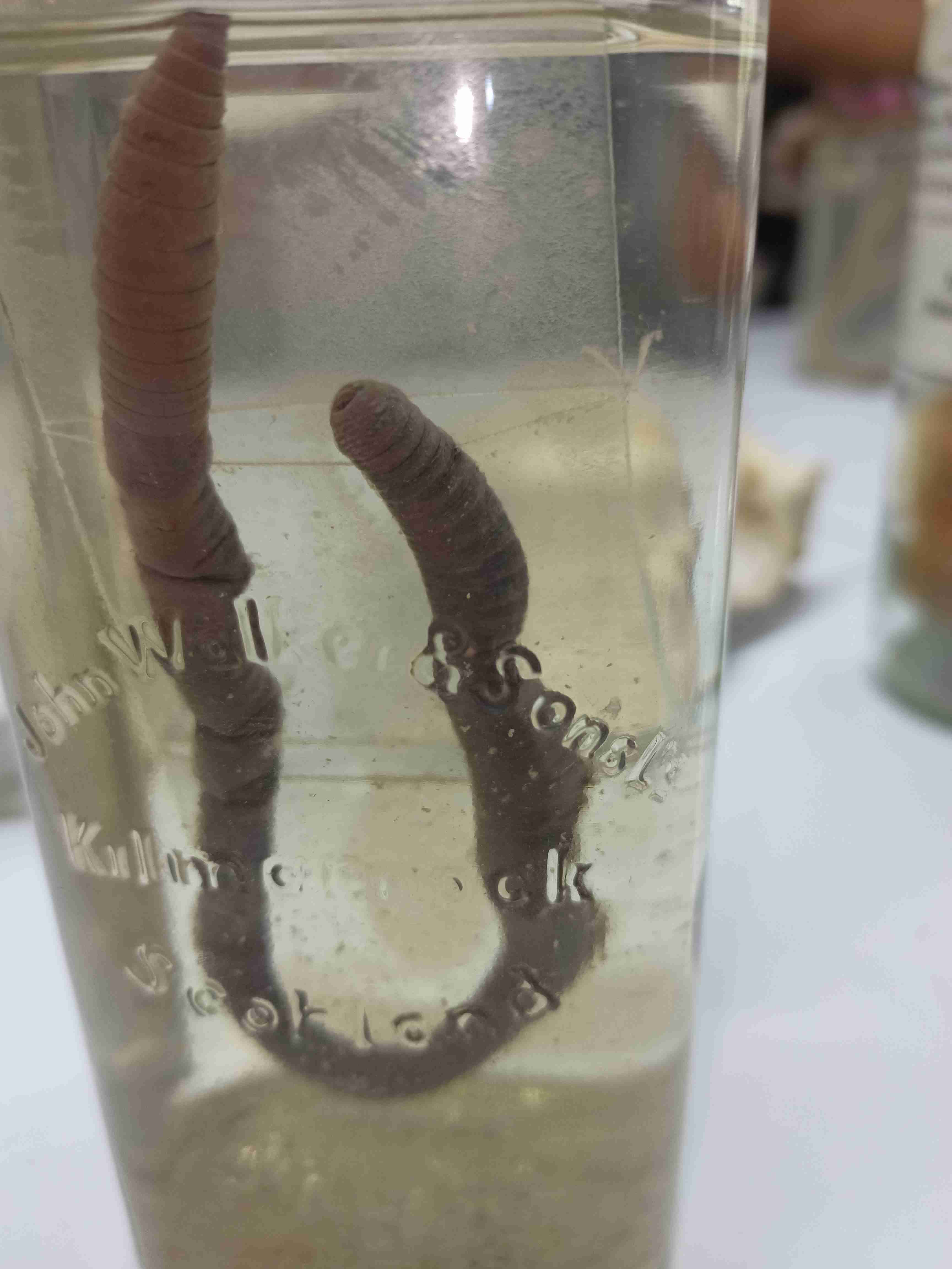 <p>earthworm; body is divided into segments or metameres; first incomplete segment: prostomium; first complete segment: peristomium; bristles: setae; 14th, 15th, 16th swollen segment: clitellum; anus at the third end; vagina at 14th segment; male genital openings at 18th</p>