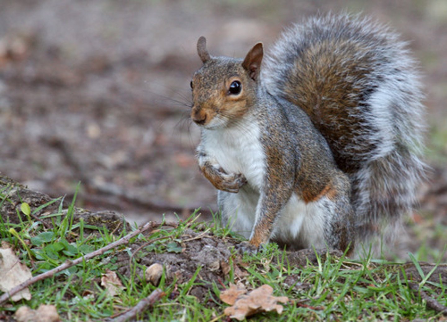 <p>gray squirrel</p>