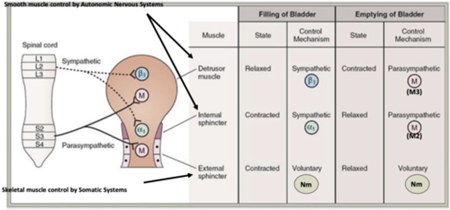 <p>Sympathetic: α1 and β3</p><p>Voluntary: Nm</p>