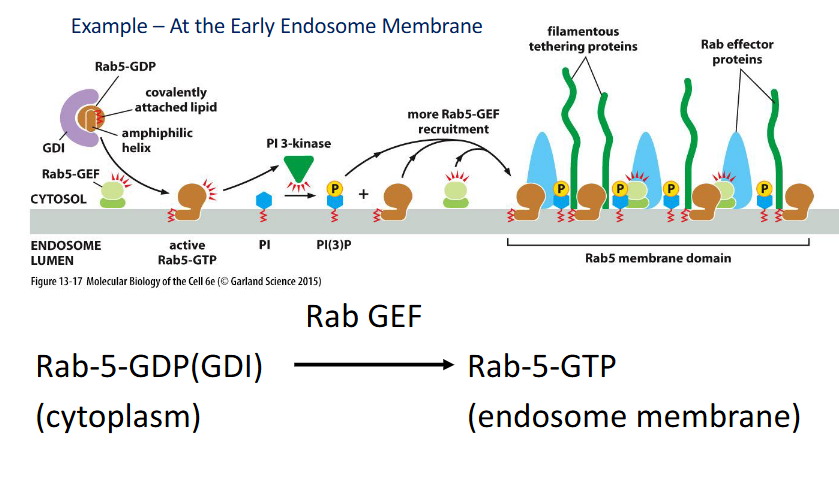 <p>helps establish specialized membrane domains by recruiting effectors and modifying lipids.</p><p><span data-name="small_blue_diamond" data-type="emoji">🔹</span> Key Functions</p><ul><li><p><strong>Positive Feedback Loop:</strong></p><ul><li><p>Recruits Rab-GEFs, which activate more Rab5-GTP locally</p></li></ul></li><li><p><strong>Lipid Modification:</strong></p><ul><li><p>Activates PI 3-kinase → converts PI to PI(3)P</p></li><li><p>PI(3)P recruits Rab effectors (e.g., tethering proteins) to the membrane</p></li></ul></li><li><p><strong>Example Site:</strong></p><ul><li><p>Early endosome membrane</p></li></ul></li></ul><p></p>