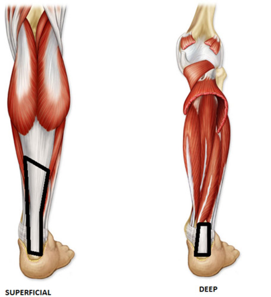 <p>common tendon for the superficial posterior leg muscles</p>