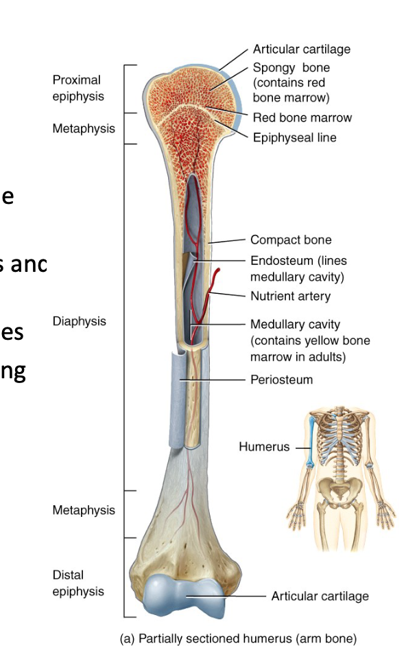<p>Diaphysis (shaft)</p><p>2 epiphysis (both ends)</p><p>2 metaphases/growth plates (between diaphysis and epiphysis)</p><p>Articular/hyaline cartilage covering epiphyses</p><p>Periosteum (connective tissue surrounding diaphysis)</p><p>Medullary cavity (hollow space within diaphysis)</p><p>Endosteum (thin membrane lining medullary cavity)</p>