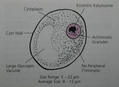 <p><em>Iodamoeba butschlii</em> cyst</p>