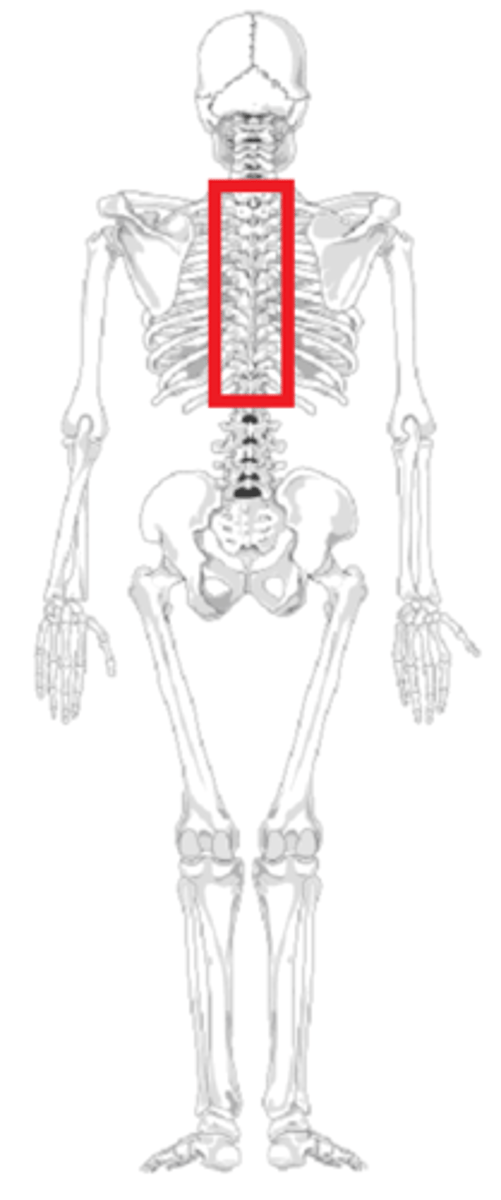 <p>complex shape ex vertebrate like thoracic or cervical</p>