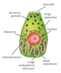 knowt flashcard image