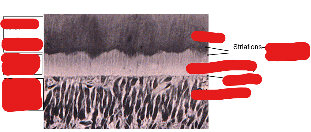 <p>Identify these structures</p>