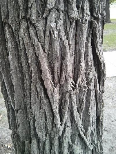 <p>bur oak, Quercus macrocarpa, Fagaceae</p>