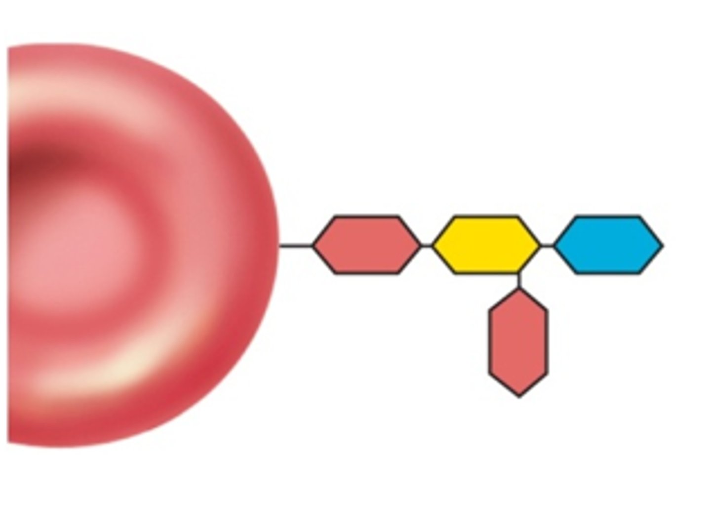 <p>Identify this blood type</p><p>Key:</p><p>Yellow - Galactose</p><p>Blue - Fucose</p><p>Red - N-Acetylgalactosamine</p>