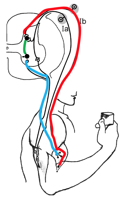 <p>When the biceps are overactivated, what reduces their activity?</p>