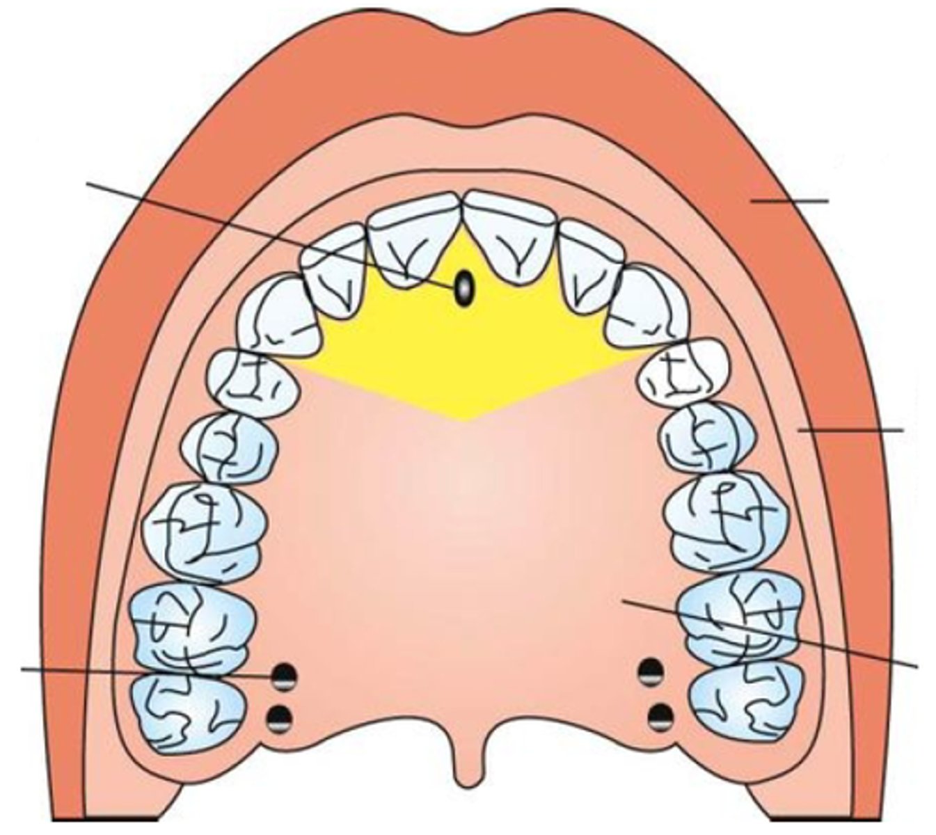 <p>GSA: pain touch proprioception</p><p>GVE: glands</p><p>V2 branch</p>
