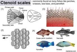 <p>ctenoid scale</p>