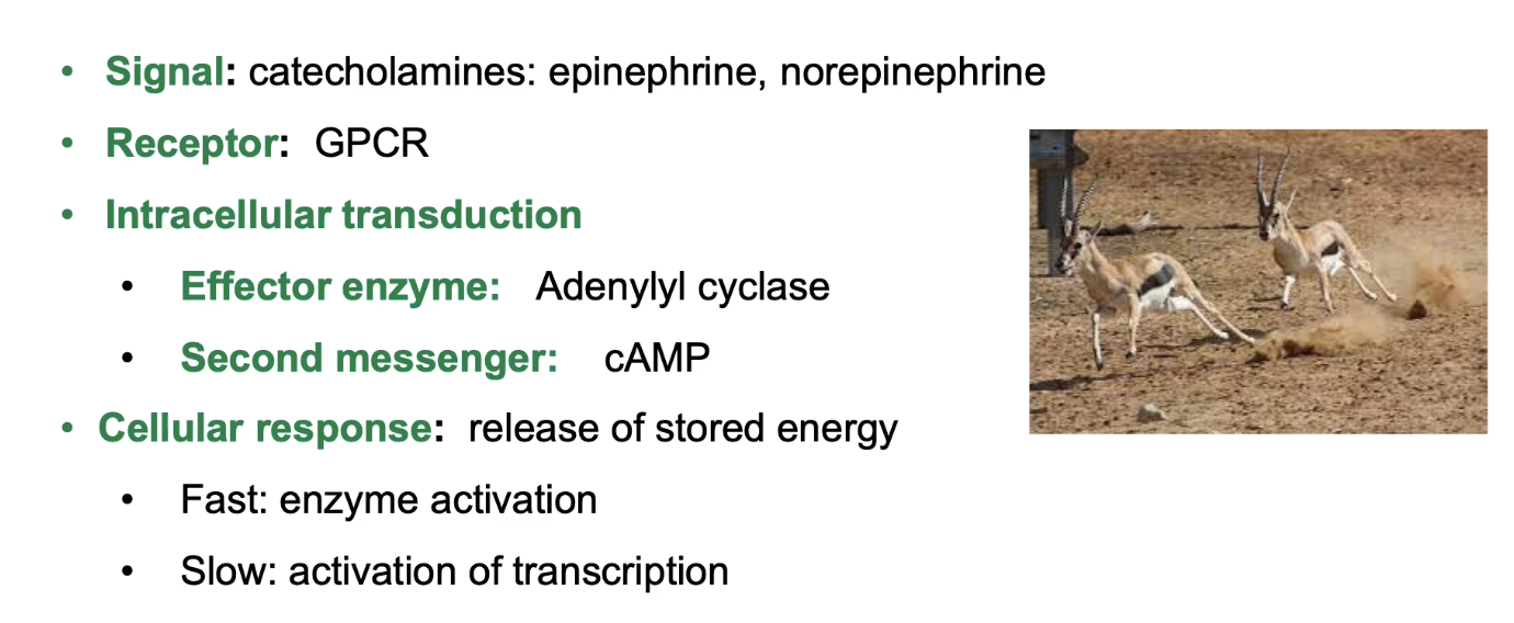 <ul><li><p>Catecholamines (water-soluble signals that circulate bloodstream): epinephrine, norepinephrine, dopamine (fight-or-flight hormones)</p></li><li><p>Catecholamine receptors are GPCRs</p></li><li><p>Activation triggers trimeric G-protein → activates adenylyl cyclase (effector protein)</p></li><li><p>Adenylyl cyclase increases cAMP (secondary messenger)</p></li><li><p>Increased cAMP triggers:</p><ul><li><p>Fast response: enzyme activation (quick energy release)</p></li><li><p>Slow response: gene transcription activation</p></li></ul></li></ul><p></p>