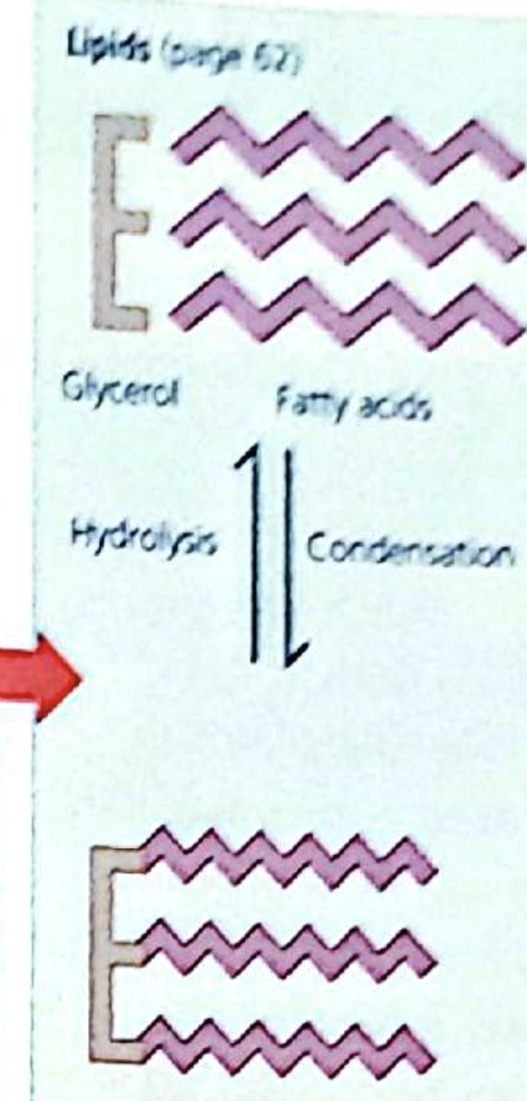 <ul><li><p>Formed by the condensation of three fatty acid molecules with one glycerol molecule.</p></li><li><p>Fats (solid at room temperature) and oils (liquid at room temperature) are insoluble in water, excellent for energy storage and forming barriers between watery environments.</p></li><li><p><strong>Main Function</strong>:</p><ul><li><p><strong>Long-term energy storage</strong></p></li><li><p><strong>Insulation</strong> (electrical &amp; thermal)</p></li><li><p><strong>Cell membranes</strong> (phospholipids)</p></li><li><p><strong>Hormones</strong> (e.g. sex hormones from cholesterol)</p></li></ul></li><li><p><strong>Food Sources</strong>:</p><ul><li><p><strong>Saturated fats</strong>: Meat, cheese, butter</p></li><li><p><strong>Unsaturated fats</strong>: Nuts, sunflower seeds, plant oils</p></li></ul></li></ul><ul><li><p><strong>Energy Role</strong>:</p><ul><li><p><strong>Long-term energy storage</strong></p></li><li><p>Very energy-rich (9 kcal/g)</p></li></ul></li><li><p><strong>Other Notes</strong>:</p><ul><li><p>Too much saturated fat → high cholesterol → heart risk</p></li><li><p>Unsaturated fats = healthier for heart</p></li></ul></li></ul><p></p>