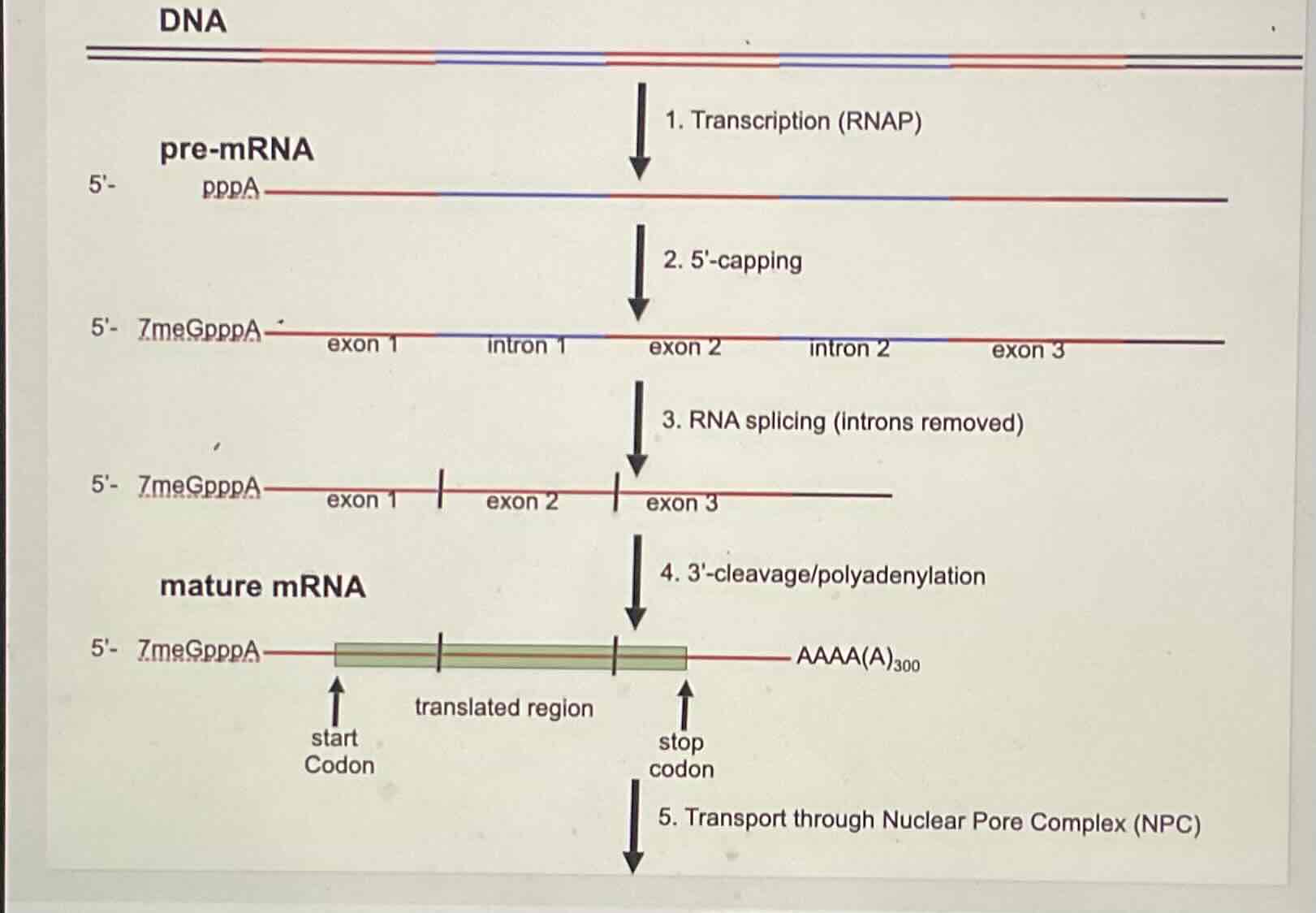 <ol><li><p>DNA transcribes by RNAP 2 to make pre-mRNA</p></li><li><p>5’ capping:</p><ul><li><p>covalently bonding a 7 METHYL GUANINE to triphosphate group on 5’ END</p></li></ul></li><li><p>Splicing:</p><ul><li><p>Introns get removed by spliceosomes leaving exons and a 3’END</p></li></ul></li><li><p>3’ Cleavage:</p><ul><li><p>3’ END removed and POLY A TAIL (300 adenines) added to make mature mRNA</p></li></ul></li><li><p>Exit</p><ul><li><p>mature mRNA exits to cytoplasm for translation</p></li></ul></li></ol>
