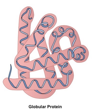 <p>Describe structure of a globular protein</p>