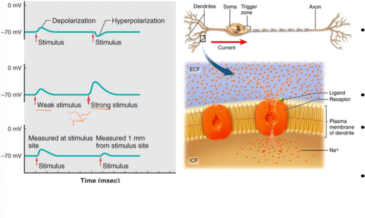 <ul><li><p>caused by an incoming signal from another cell that opens/closes chemically gated ion channel</p></li><li><p>occurs in the dendrites/cell body</p></li><li><p>can be depolarizing (due to sodium channels opening) or hyperpolarizing (due to potassium channels opening)</p></li><li><p>can be weak or strong (due to lots of channels opening or staying open longer)</p></li><li><p>strength decreases over distance</p></li><li><p>due to the opening or closing of chemically gated ion channels</p></li></ul><p></p>