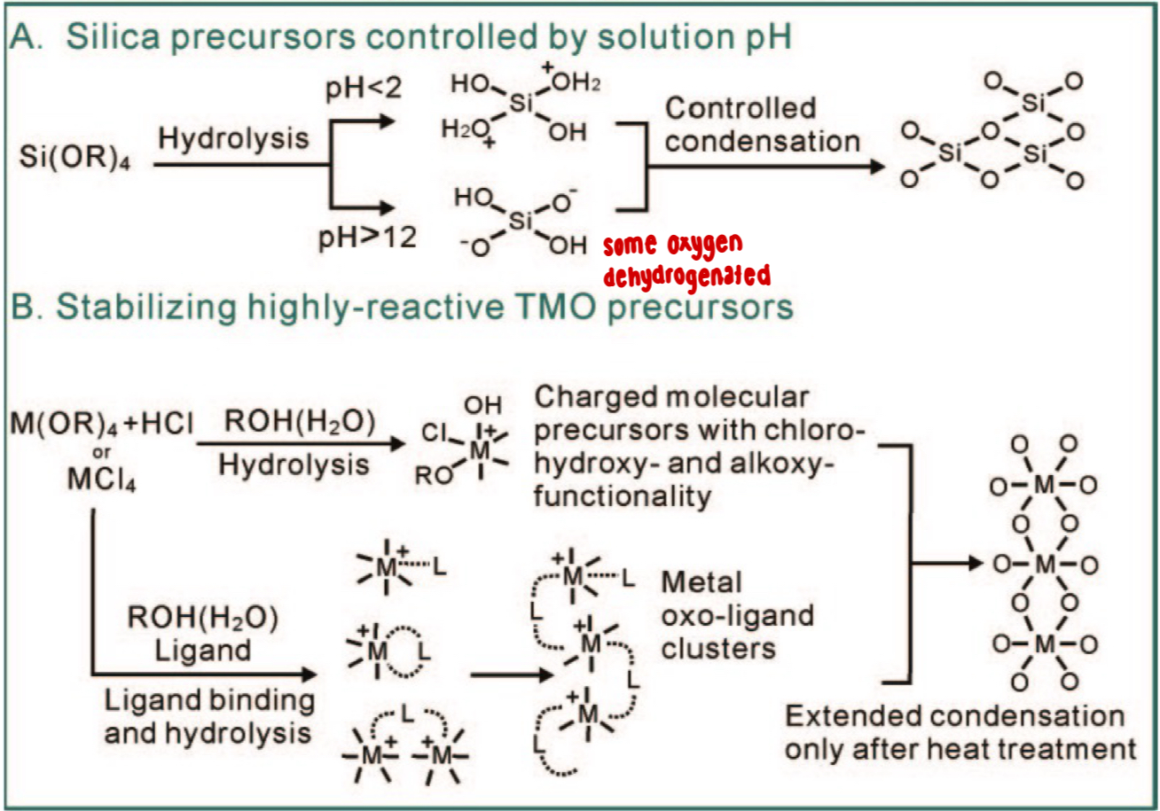 <ul><li><p>formed through hydrolysis + condensation reactions</p></li><li><p>silica precursors (Si(OR)₄):</p><ul><li><p>under acidic conditions (pH &lt; 2): hydrolysis forms (+) charged silanol species</p></li><li><p>under basic conditions (pH &gt; 12): hydrolysis forms (-) charged silanol species</p></li><li><p>these intermediates undergo condensation reactions (–OH + –OH → –O– + H₂O), gradually forming Si–O–Si linkages</p></li><li><p>some O atoms are dehydrogenated <span data-name="arrow_right" data-type="emoji">➡</span> growing silica network</p></li></ul></li><li><p>transition metal oxide (TMO) precursors (M(OR)₄ or MCl₄):</p><ul><li><p>hydrolysis with HCl or ROH(H₂O) forms charged molecular precursors containing chloro-, hydroxy- + alkoxy-functionalities</p></li><li><p>ligands (alcohols, water) coordinate with the metal, stabilizing reactive centers + preventing premature condensation</p></li><li><p>controlled ligand binding + hydrolysis form small metal oxo-ligand clusters (M–O–M)</p></li><li><p>extended condensation occurs only after heat treatment, removing ligands + producing a continuous metal–oxygen–metal (M–O–M) solid network</p></li></ul></li></ul><p></p>