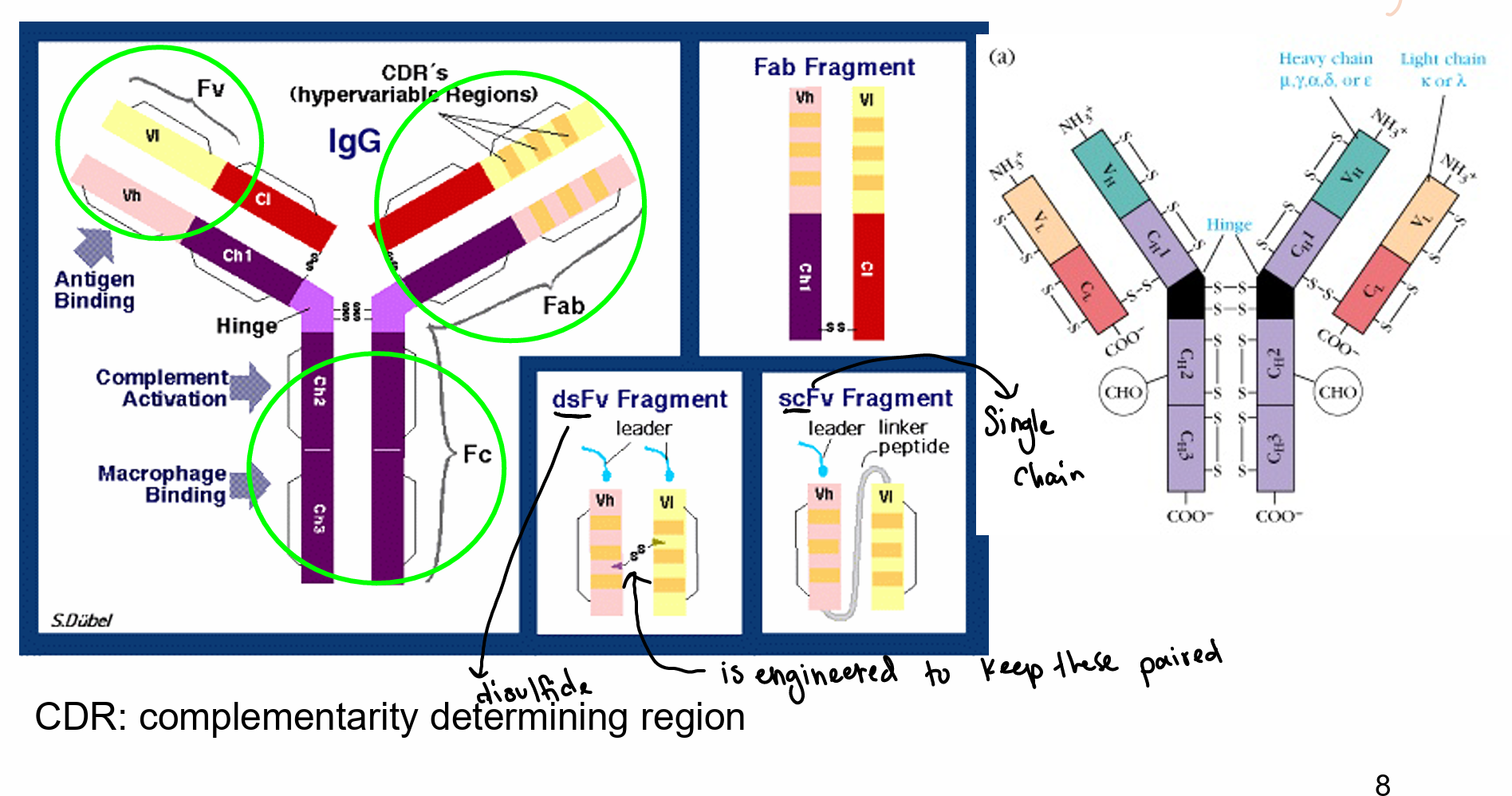 Week 2 Antibodies Notes Knowt