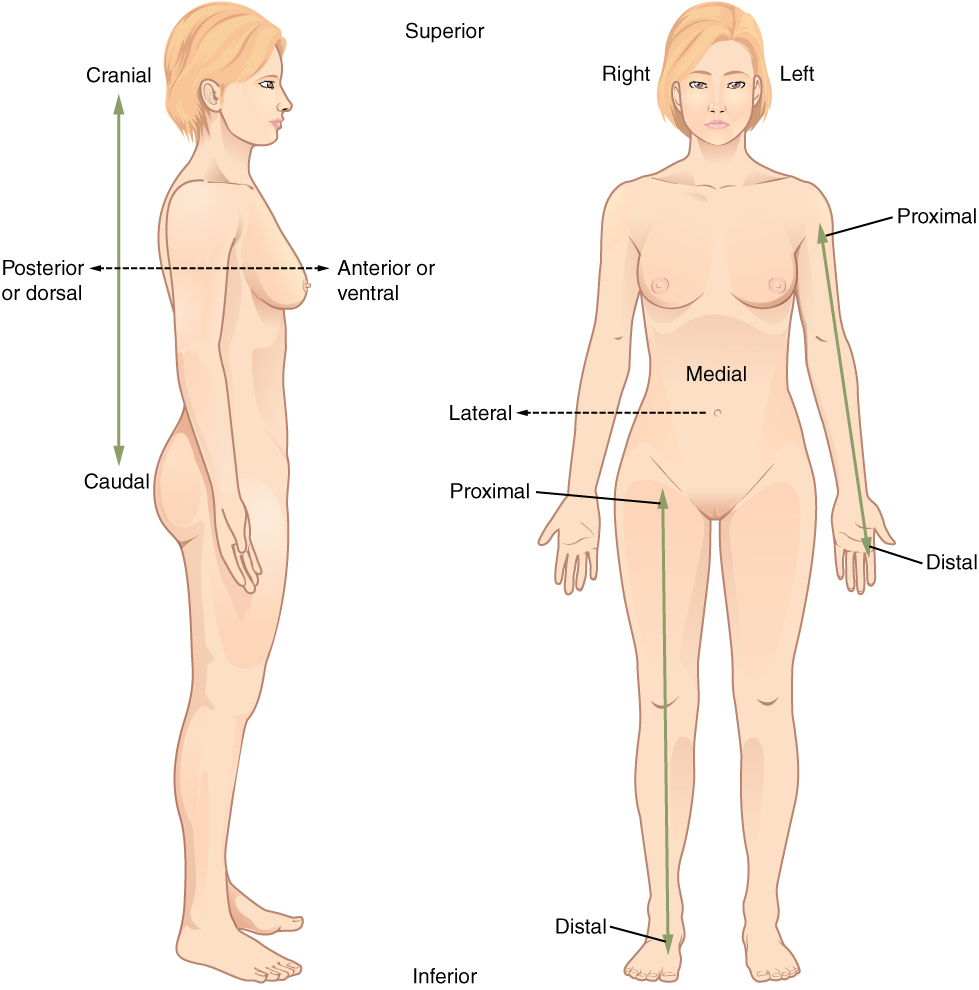 <p>Of, at, or near tail/posterior end of the body</p>
