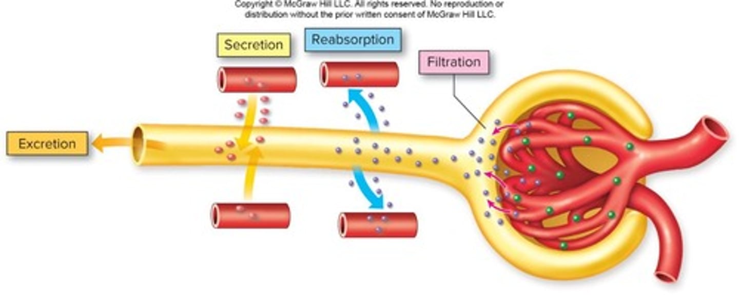 <p>Process involving filtration, reabsorption, and secretion.</p>