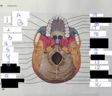 <p>What is 1? (not including A/B)</p>