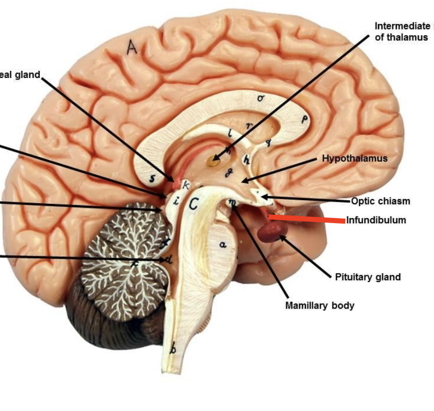 <p>Little tract by Pituitary Gland</p>