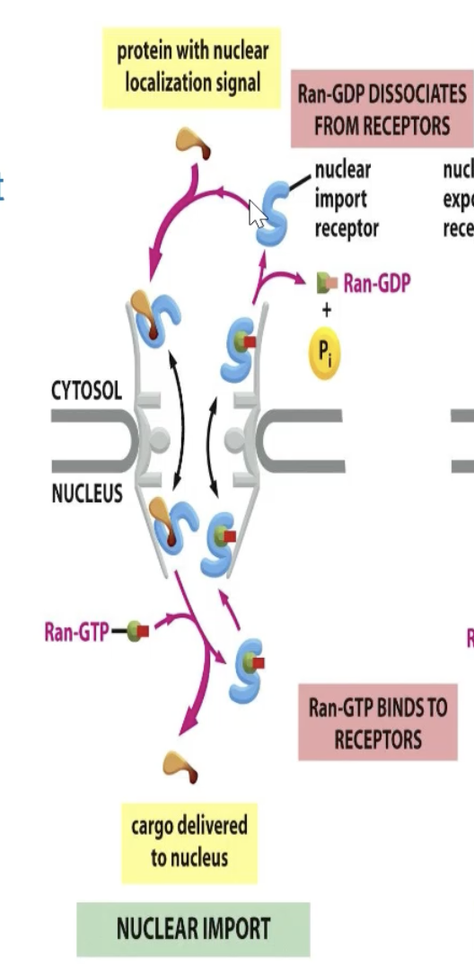 <p>To import: Nuclear import receptor binds to cargo if it is NOT bound to Ran</p><p>CYTOSOL</p><ul><li><p>GDP bound Ran is inactive and doesn’t bind to receptor</p></li><li><p>Receptor is open and binds to cargo</p></li></ul><p>NUCLEUS</p><ul><li><p>Interacts and binds with Ran-GTP</p></li><li><p>Releases cargo</p></li></ul><p>CYTOSOL</p><ul><li><p>Ran receptor complex interacts with Ran-GAP, which hydrolyzes Ran-GTP</p></li><li><p>GDP bound Ran does not bind</p></li><li><p>Receptor picks up more cargo.</p></li></ul><p></p>