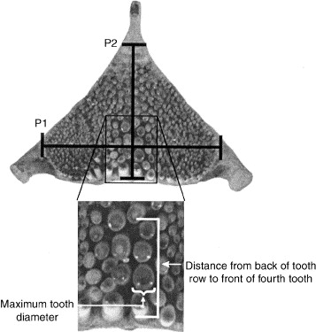 <p>teeth located on the pharygneal arch that can exhbiti multiple types of teeth for secondary consumption </p><p></p>