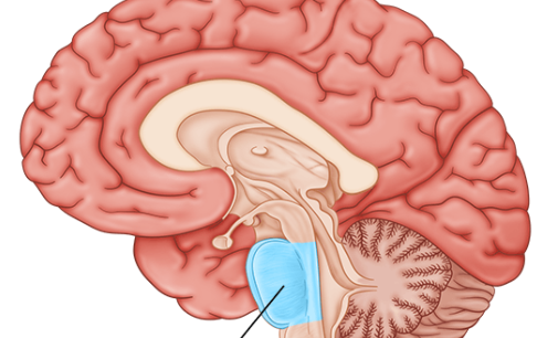 monitors breathing and posture 