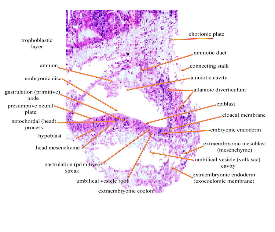 <p>Day 16-19 Embryo</p>