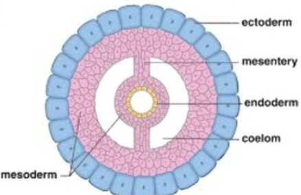 <p>“True” body cavity</p><ul><li><p>Body cavity within mesoderm</p></li></ul><p></p>