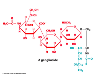 <ul><li><p>3-30 sugar residues @ B</p></li><li><p>FA @ A</p></li></ul><p></p>