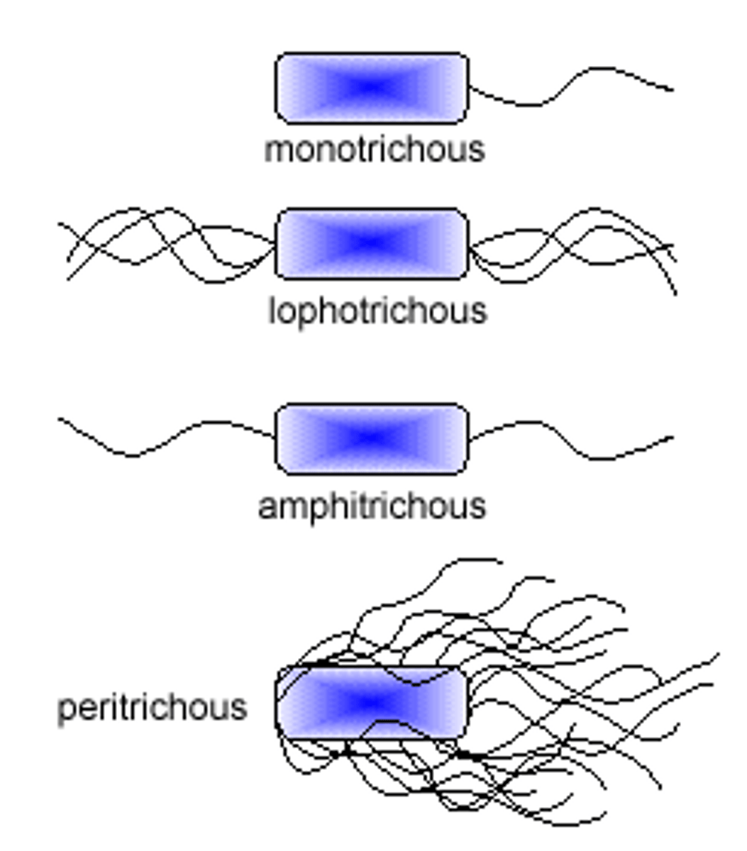 <p>They help bacteria move toward nutrients and away from harm.</p>