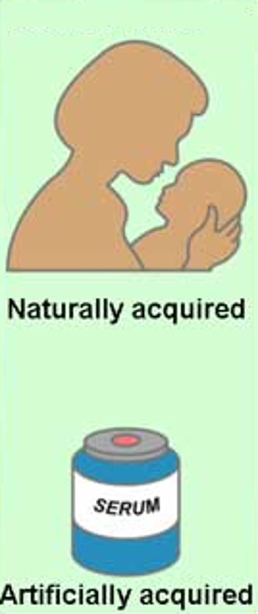 <p>the short-term immunity that results from the introduction of antibodies from another person or animal.</p>