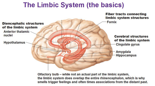 A doughnut-shaped system of neural structures at the border of the brainstem and cerebral hemispheres; includes the hippocampus, amygdala, and hypothalamus; associated with emotions, like fear and aggression, and drives, like those for food and sex