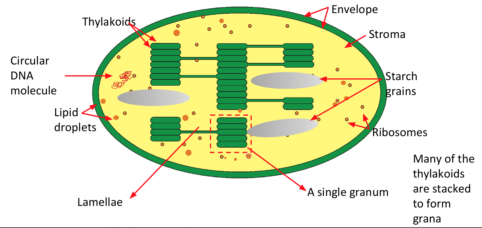 <ul><li><p>double membraned</p></li><li><p><u>grana</u> - sticks of disc like structures called <u>thylakoids</u> (membranes that contain photosynthetic pigment - <u>chlorophyll</u>)</p></li><li><p><u>stroma</u> - fluid filled matrix containing enzymes for photosynthesis</p></li><li><p>contain both DNA and ribosomes</p></li></ul><p></p>