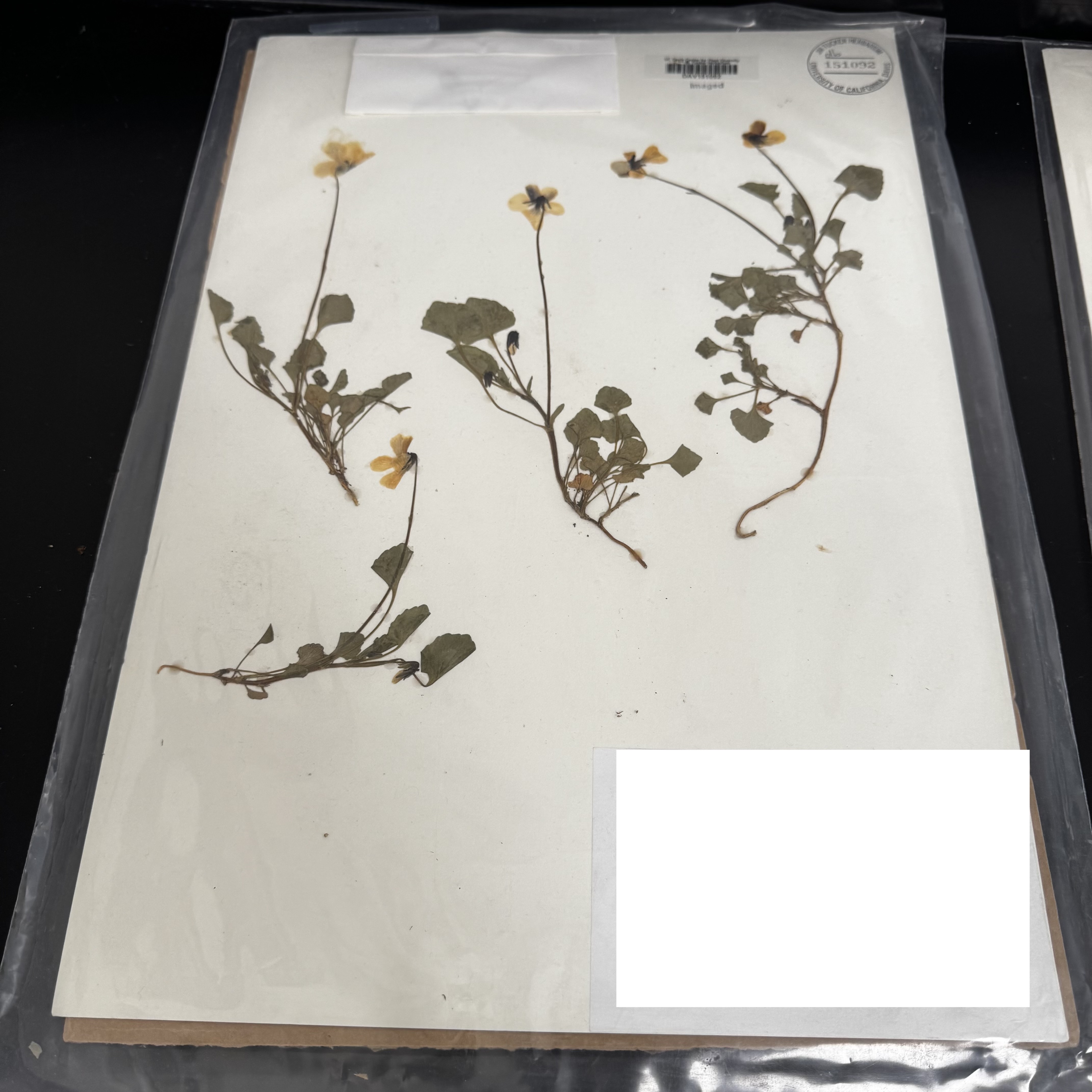 <p>What order, family, and genus?</p>