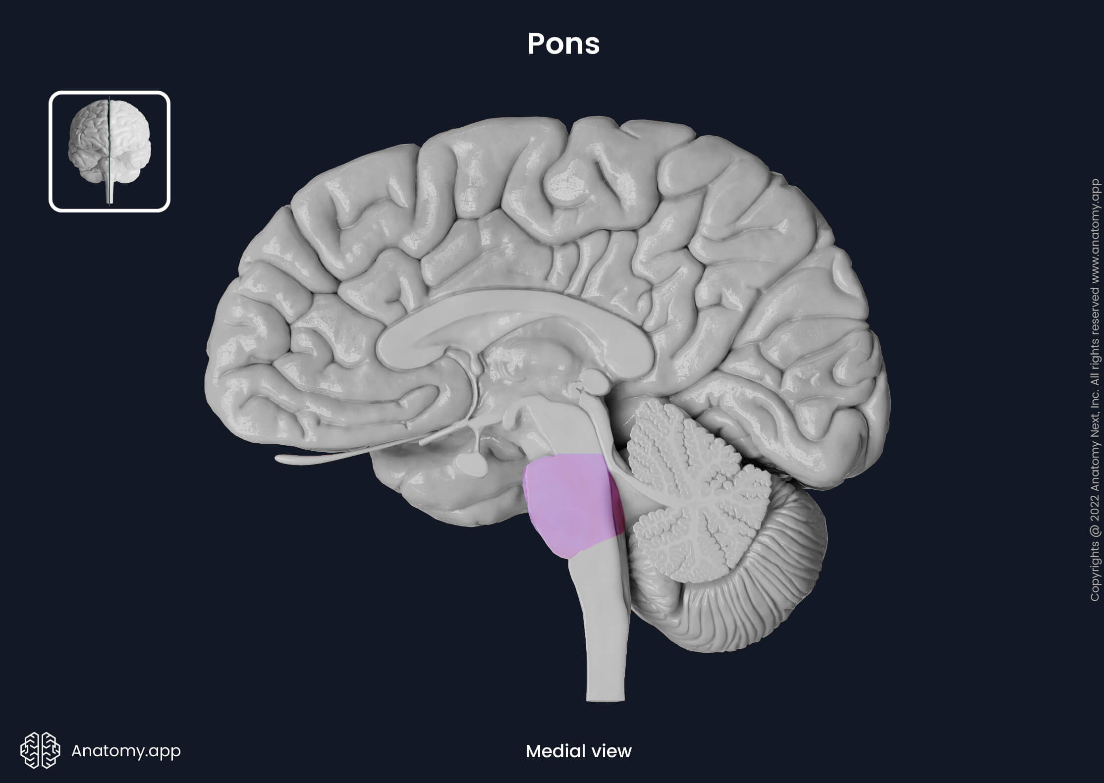 <p>Pons</p>