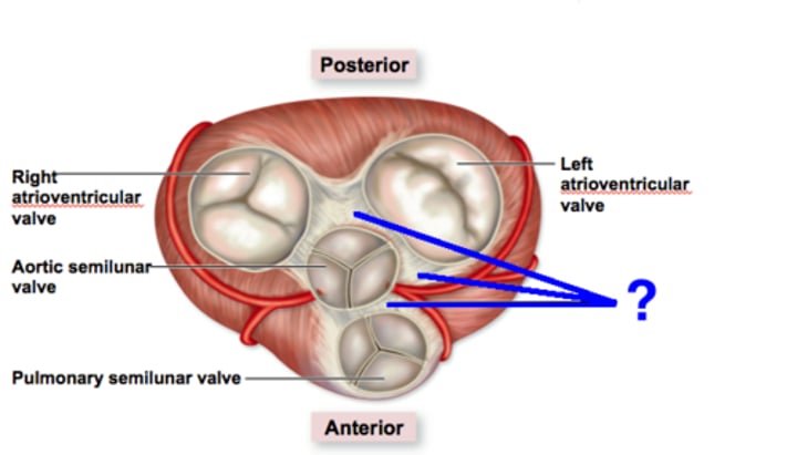 <p>rings of dense connective tissue surrounding the pulmonary trunk and aorta</p>