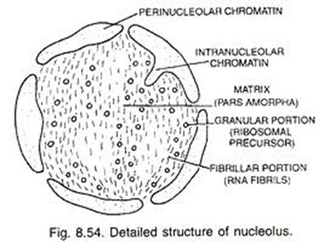 <p>It contains proteins and RNA to make ribosome sub-units.</p>