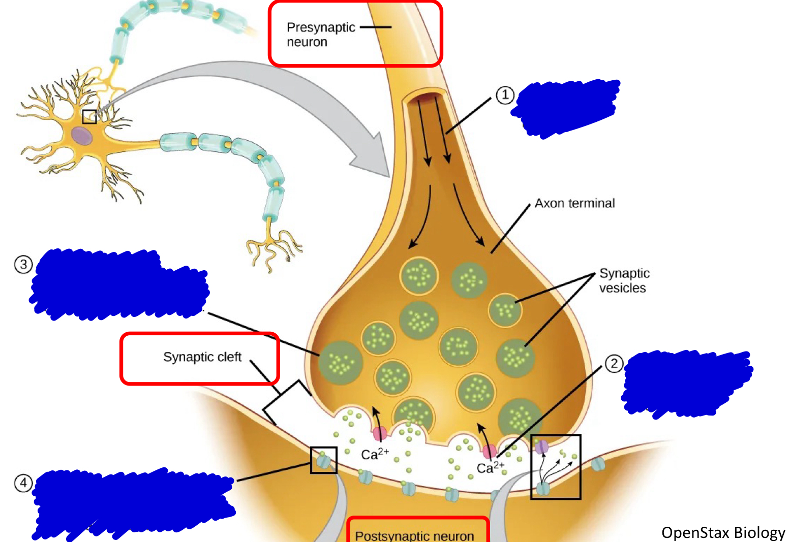 <p>Describe the chemical events that occur at the Synapse</p>