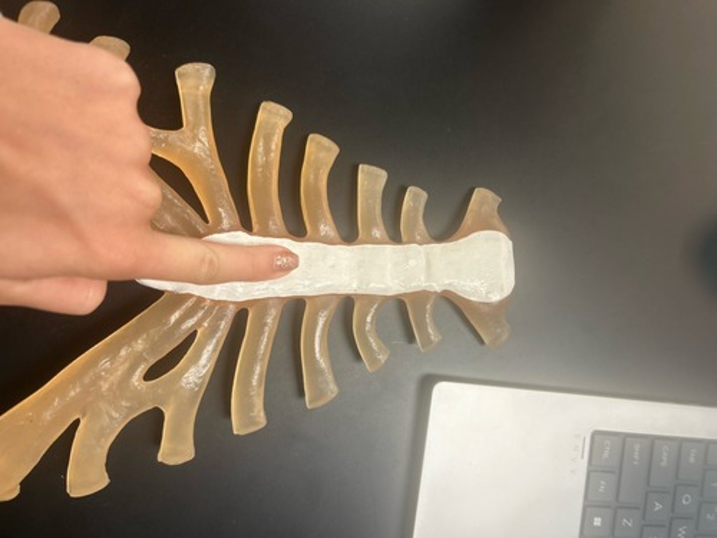 <p>name the bone</p>