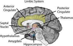 <ul><li><p>Fear and fear conditioning</p></li><li><p>Emotional reactions such as fear, aggression or anger.</p><ul><li><p>L﻿earning that a neutral stimulus predicts the appearance of an aversive event.</p></li><li><p>Experimental stimulation most often elicits an anger or a fear response. </p></li></ul></li><li><p>Emotional learning and memory</p></li><li><p>Anterior superior to hippocampus to add emotional response to a visual, auditory, olfactory etc inputs going into memory</p></li><li><p>Reward processing: Processing of information that leads to positive emotions, and this affects our thinking and preferences</p></li></ul><p></p>