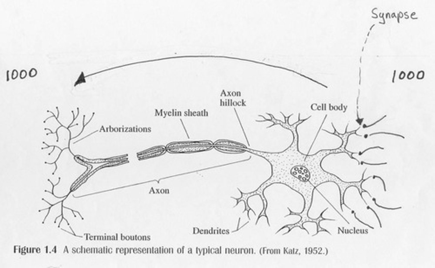 <p>Neurons transmit electrical activity and are crucial for information processing in the brain.</p>
