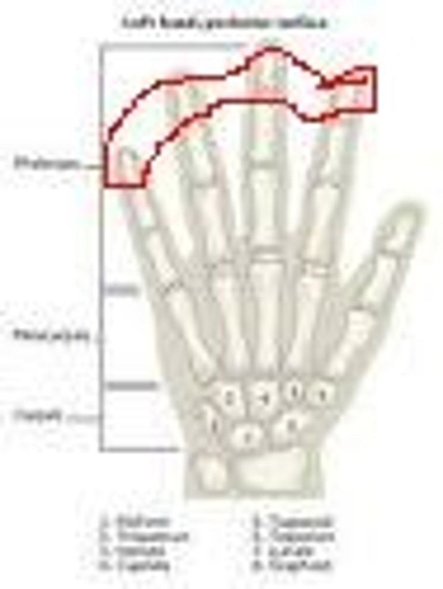 <p>the phalanges furthest from the wrist</p>