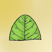 <p>describe the leaf apex</p>