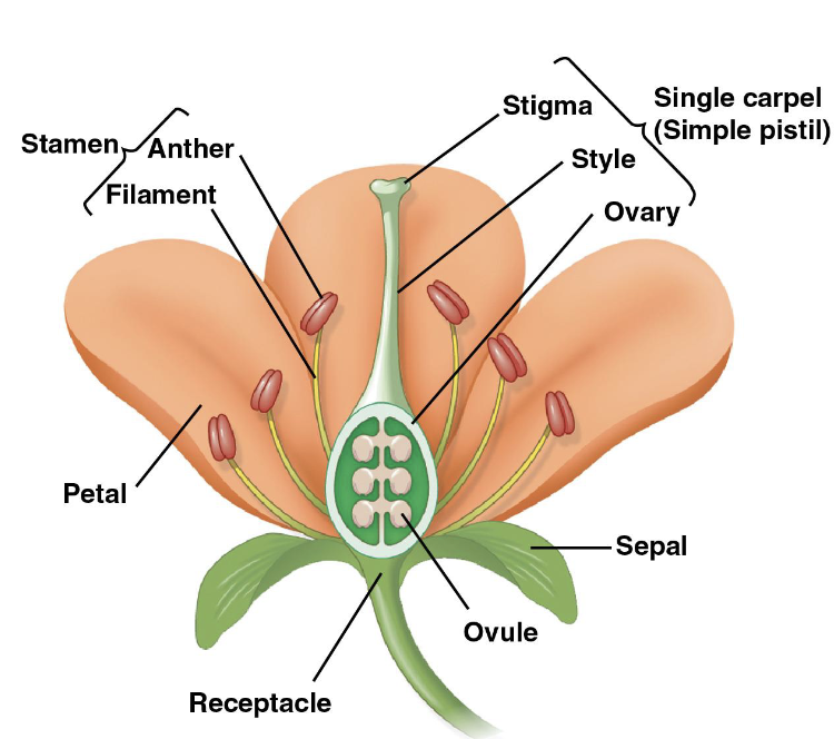 <ol><li><p>sepals: enclose the flower</p></li><li><p>petals: brightly colored and attract pollinators</p></li><li><p>stamens: which produce pollen (male gamete)</p></li><li><p>carpels/pistils: which produce ovules (female gamete)</p></li></ol><p></p>