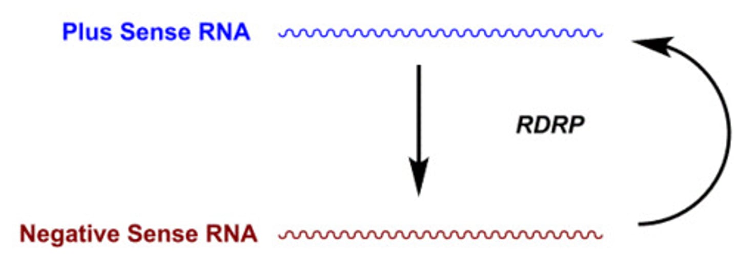 <p>RdRp can use mRNA (5 to 3') to make antisense RNA (3' to 5')</p><p>Transposable elements</p>
