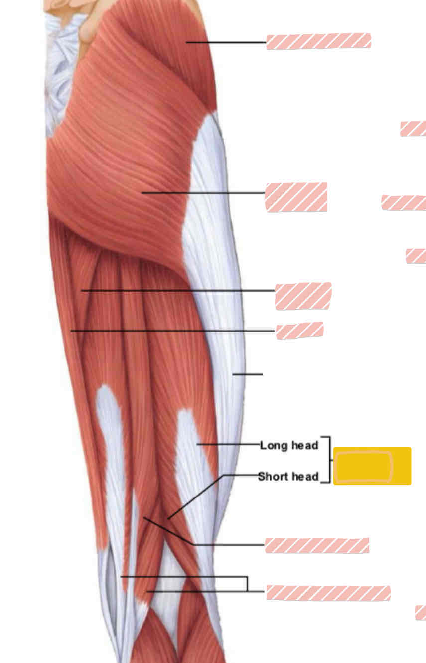 <p><span>Posterior leg (above knee)</span></p>