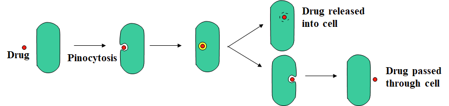 <p>A process allowing passage of large polar drugs into a cell without actually crossing the cell membrane</p>